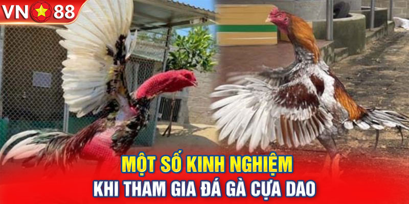 Một số kinh nghiệm khi tham gia đá gà cựa dao